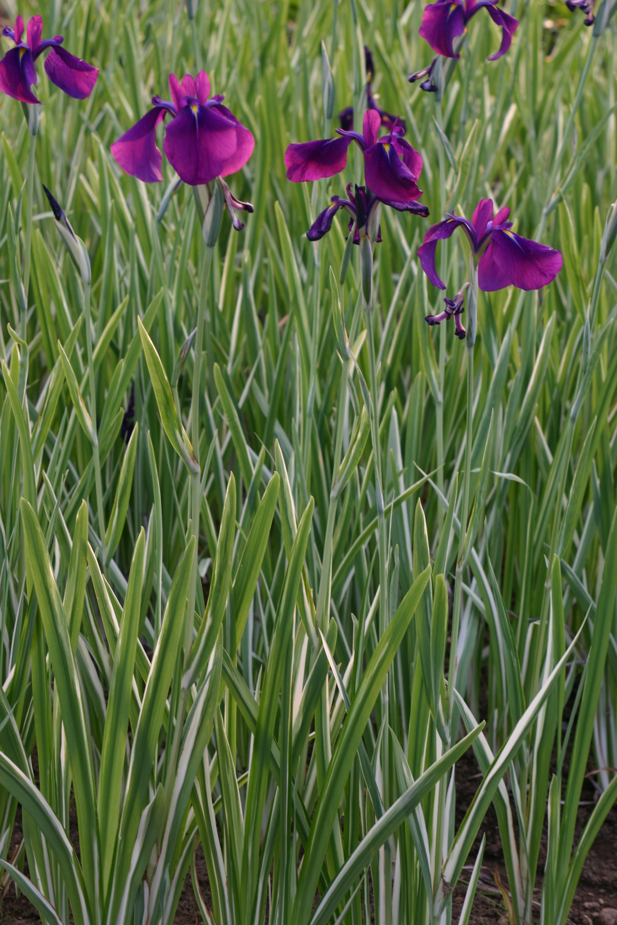 Iris ensata 'Variegata'